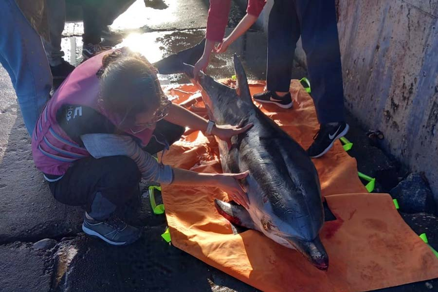 Aveiro: GNR efetua resgate de golfinho na Ria de Aveiro